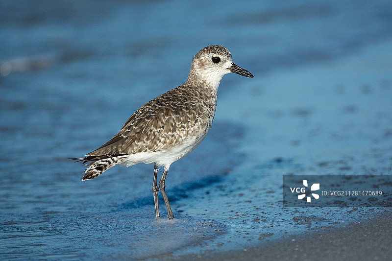 灰斑鸻特写图片素材