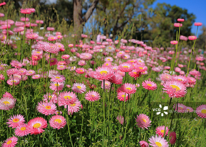 鲜花盛开的草甸图片素材