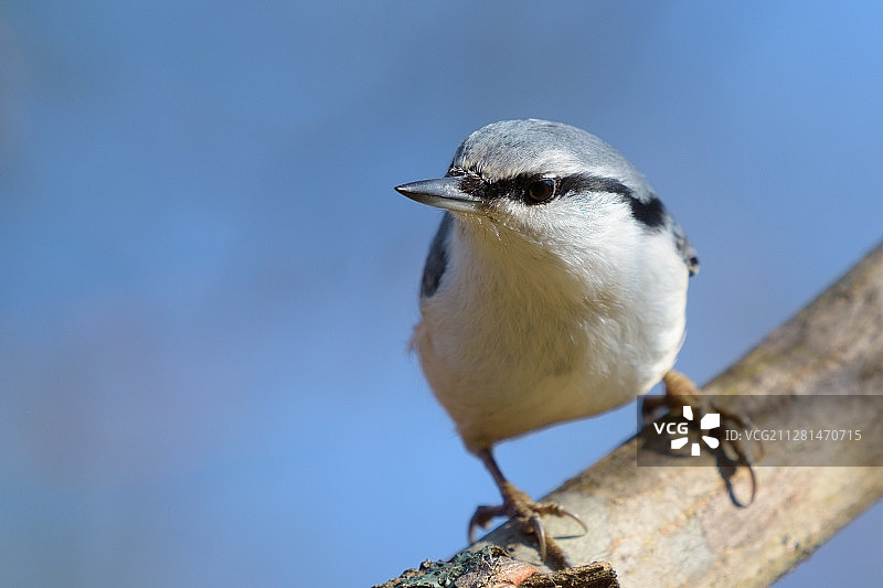 欧洲旋木雀特写图片素材