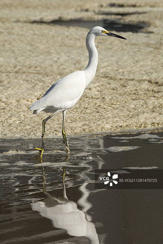 苍鹭在水面上行走图片素材