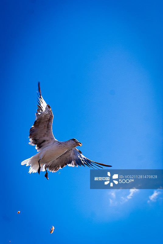 海鸥图片素材