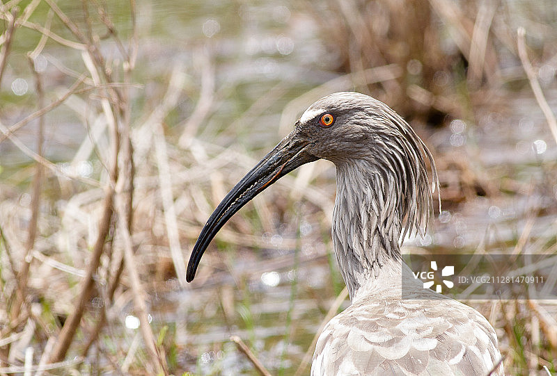 铅色朱鹭特写图片素材