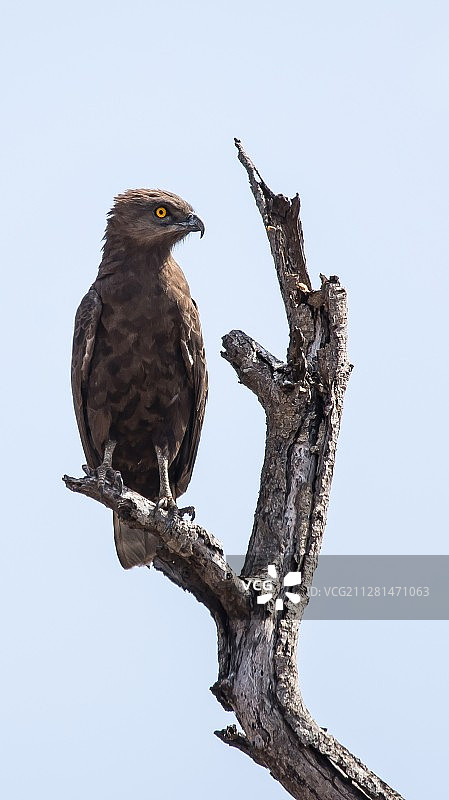 栖息在树枝上的棕色蛇雕图片素材