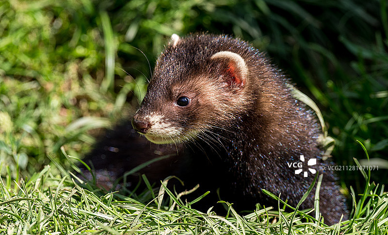 欧洲艾鼬特写图片素材
