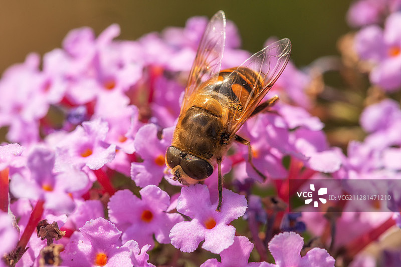 花朵上的蜜蜂图片素材