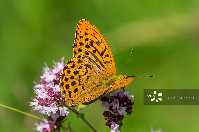 花朵上的银纹蝴蝶特写图片素材