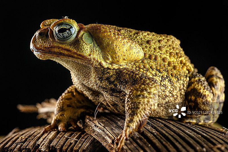 黄色库鲁鲁蟾蜍特写图片素材