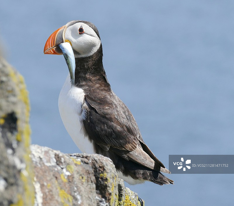 海鹦的侧面照图片素材