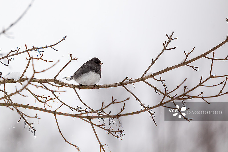 栖息在树枝上的黑眼灰雀图片素材