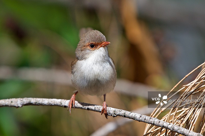 特写：蓝鹟图片素材