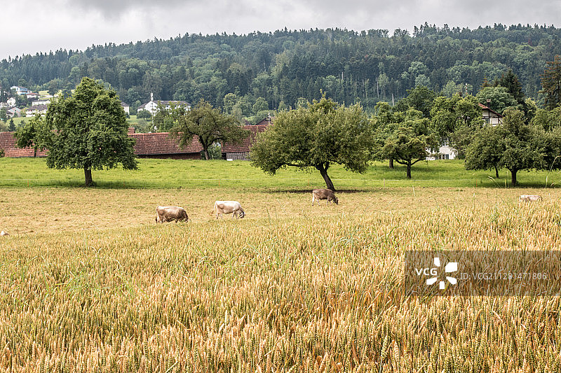 牧场上的田野和牛群图片素材