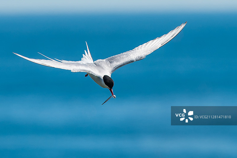 携带猎物的北极燕鸥图片素材