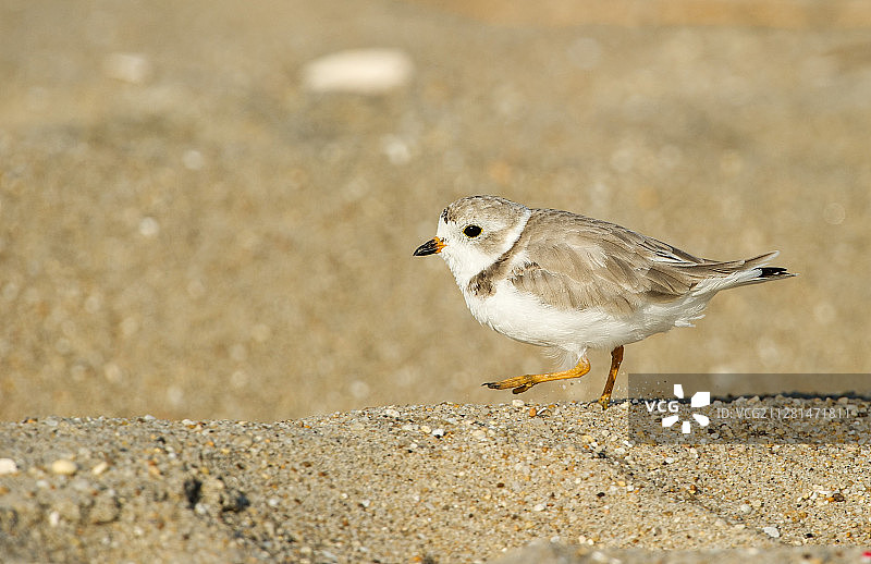 沙滩上的美洲珩图片素材
