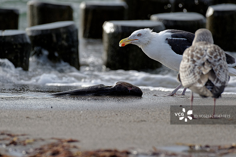 海鸥在沙滩上图片素材