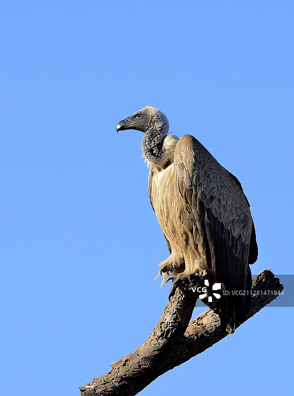 栖息在树枝上的海角兀鹫图片素材