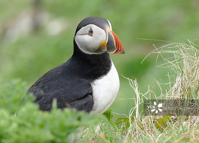海鹦肖像图片素材