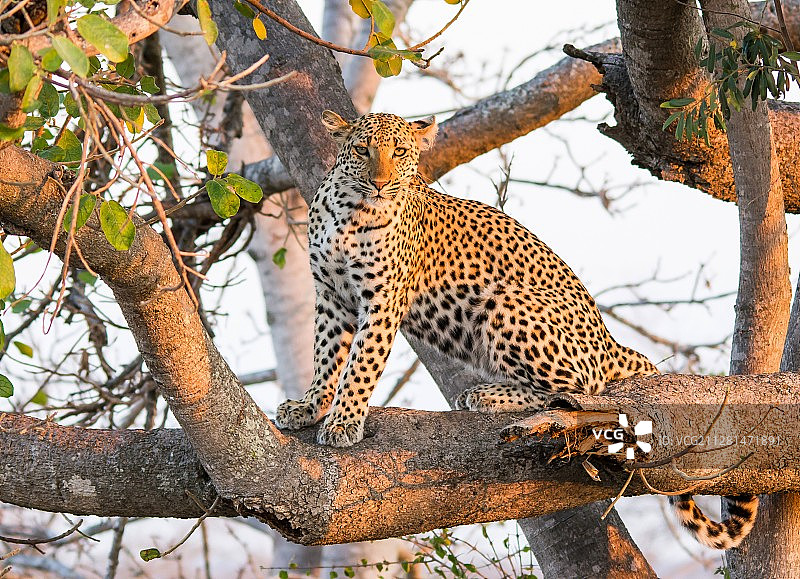 树枝上豹子（Panthera pardus）注视相机自然摄影图片素材