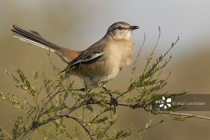 栖息在树枝上的北美反舌鸟特写图片素材