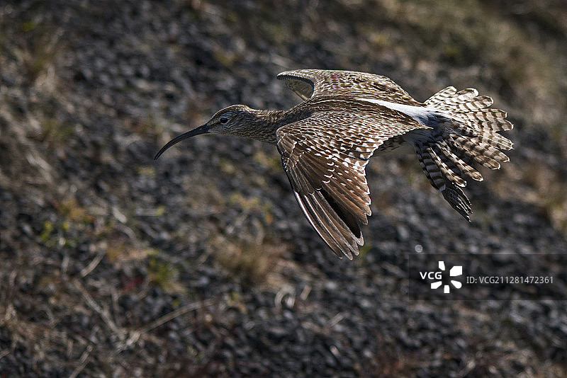 飞行中的欧亚杓鹬特写图片素材