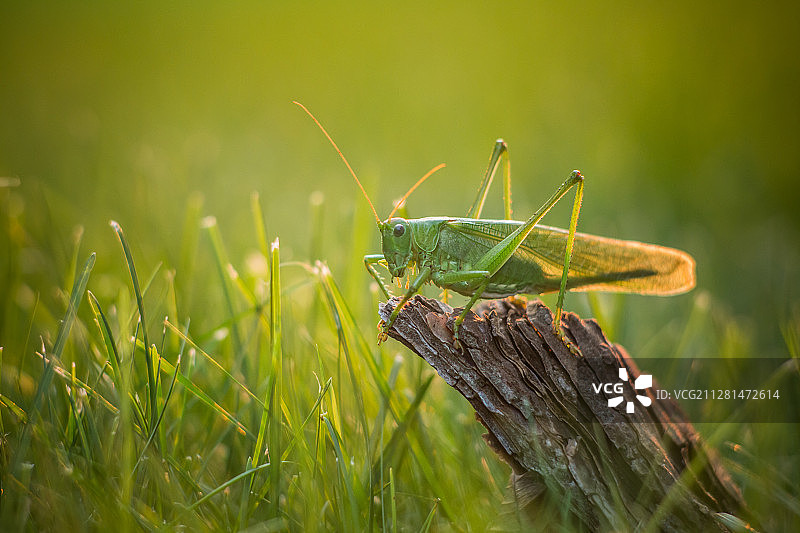 草丛中的蚱蜢图片素材