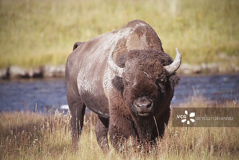 河岸上的美洲野牛图片素材