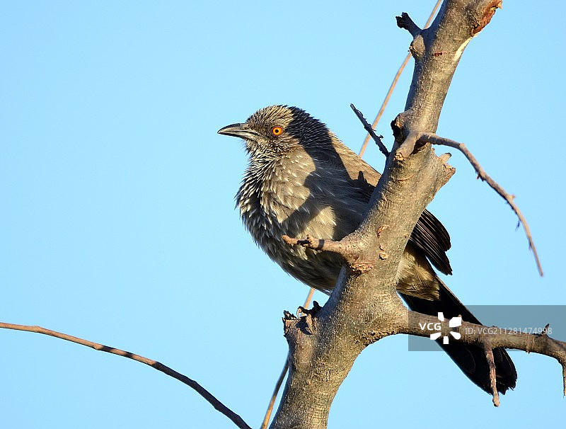 南非林波波省图拉马哈希的箭斑鹛特写图片素材