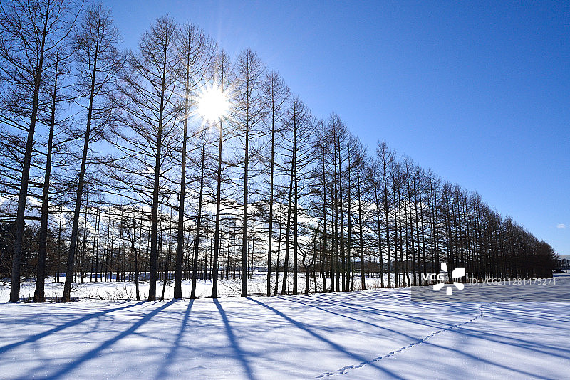 雪景森林图片素材