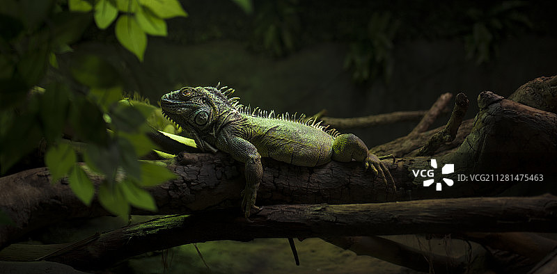 枝上的鬣蜥画像图片素材