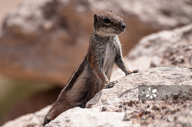 花栗鼠特写，富埃特文图拉岛，加那利群岛，西班牙图片素材