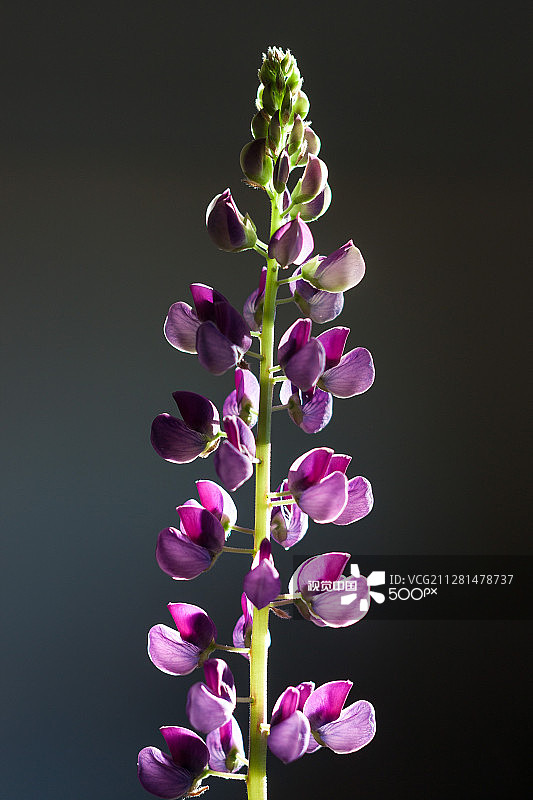 阳光下的羽扇豆图片素材