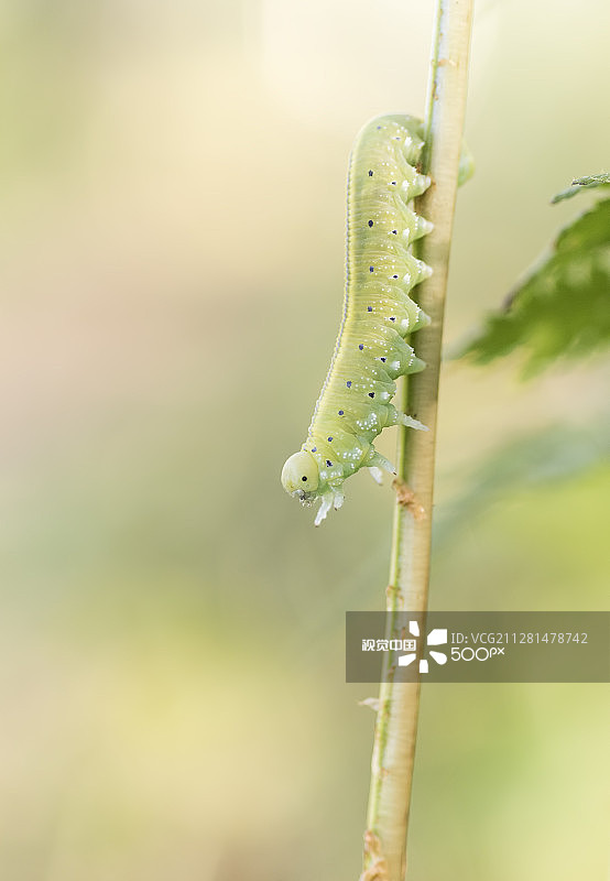 幼虫打招呼！图片素材