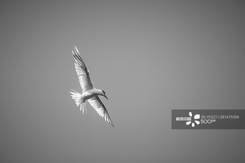 加拉豪图片素材