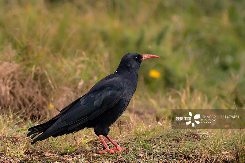 红嘴山鸦图片素材