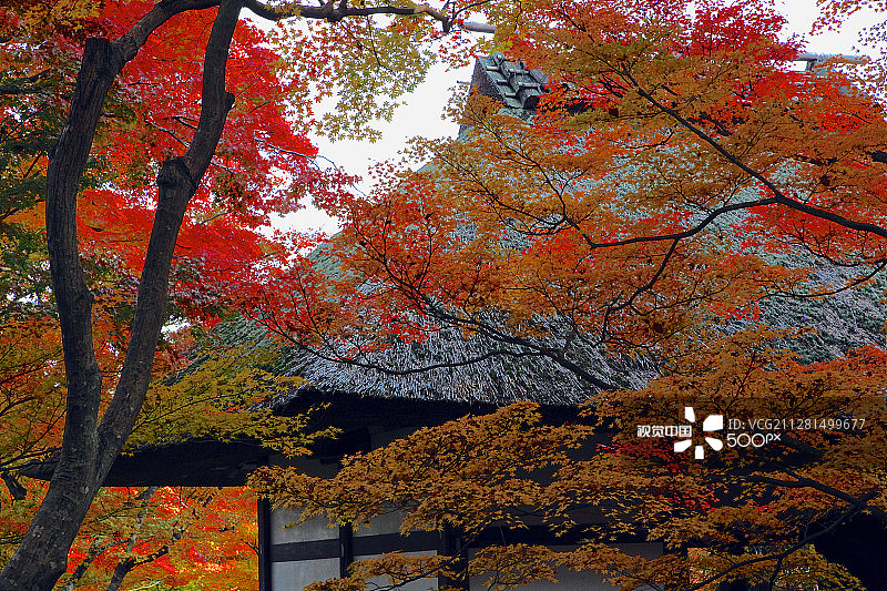 常寂光寺的茅草屋顶建筑图片素材