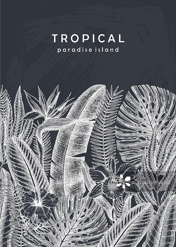 手绘热带植物夏季设计图片素材