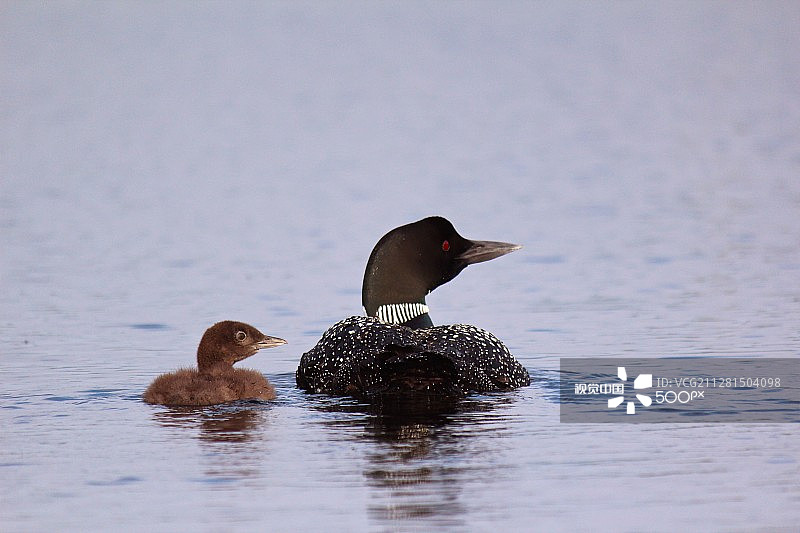 普通潜鸟图片素材