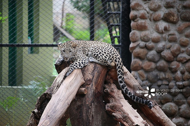 美洲虎图片素材