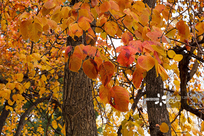 红色秋季图片素材