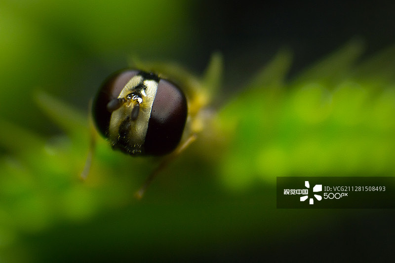 捕蝇草陷阱图片素材