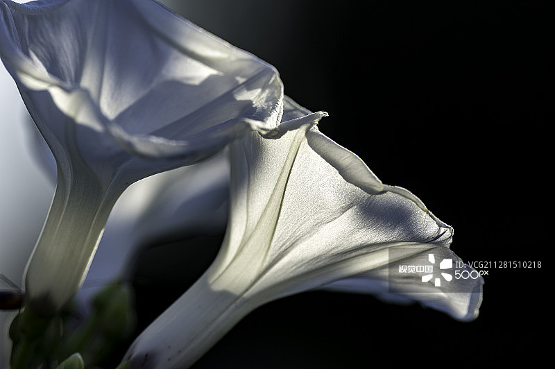 曼陀罗图片素材