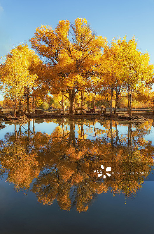 金塔胡杨林的倒影图片素材