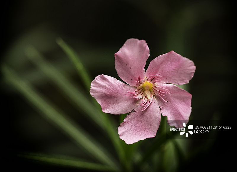 粉色夹竹桃图片素材