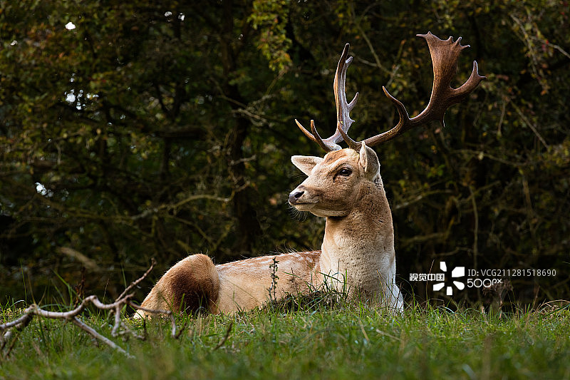 雄伟的雄鹿在山顶俯瞰它的雌性群体图片素材