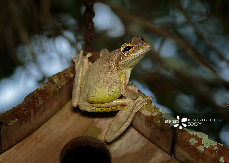古巴树蛙图片素材