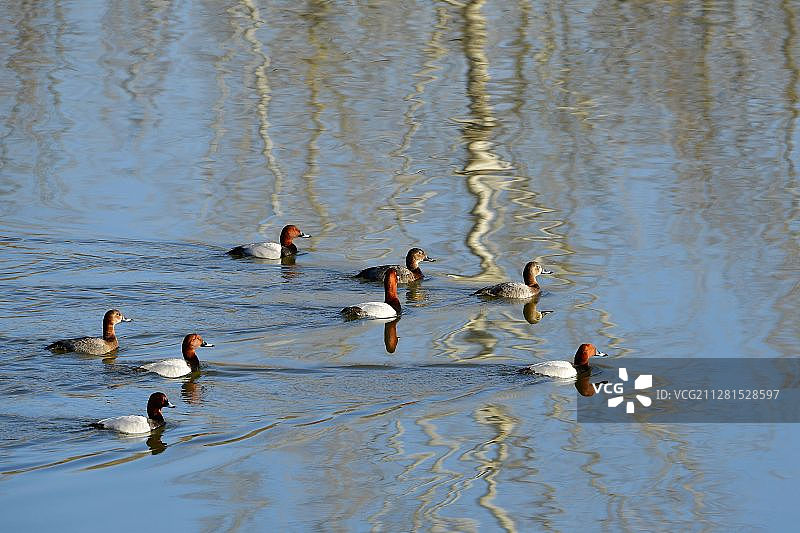 红头潜鸭图片素材