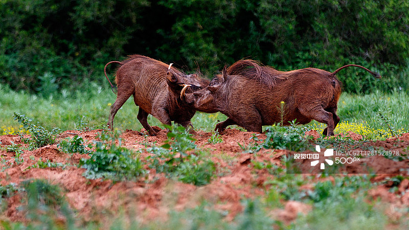 疣猪图集 2/4图片素材