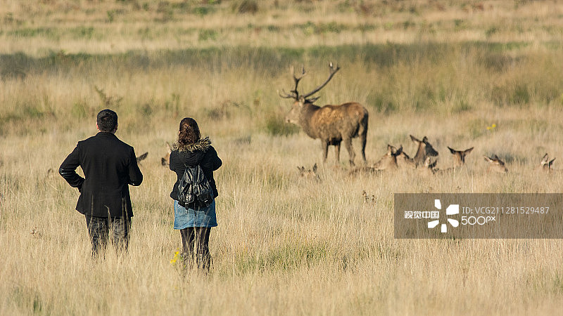 猎鹿帽图片素材