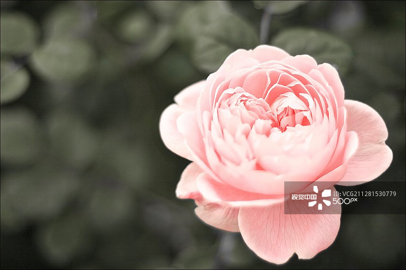 户外盛开的粉红玫瑰特写镜头图片素材