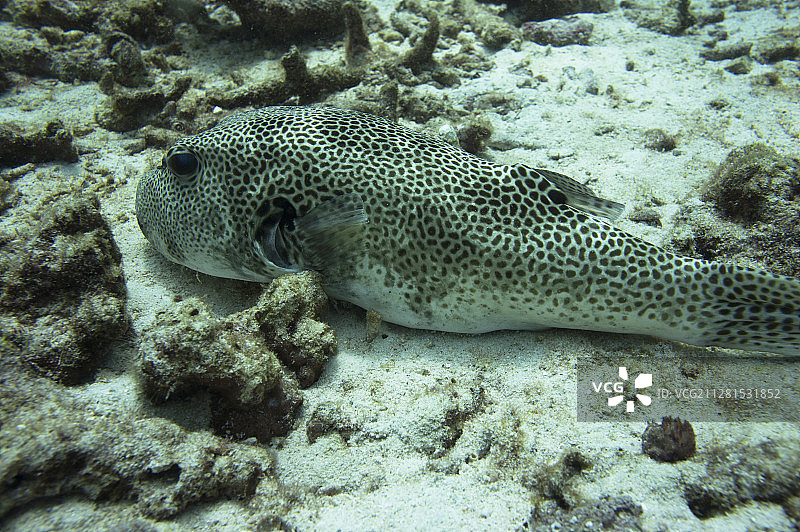 趴在海底沙滩上的河豚图片素材