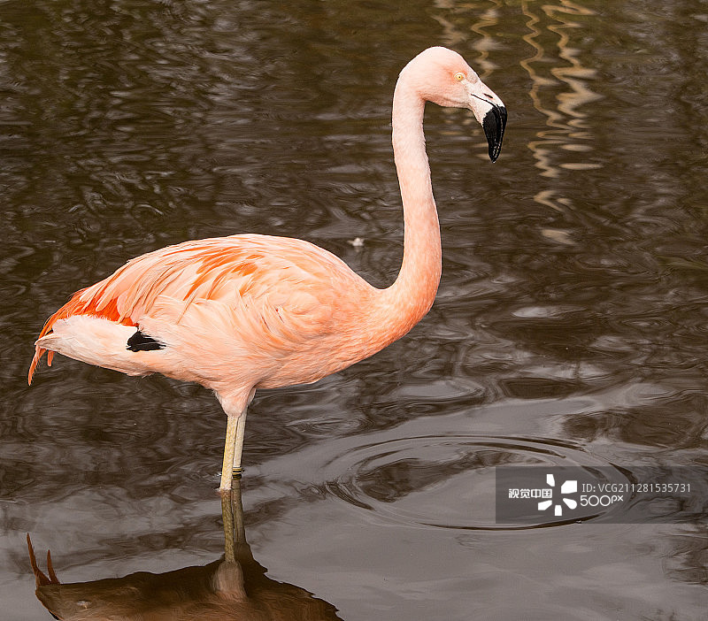 英国WWT马丁米尔湿地中心的大红鹳图片素材